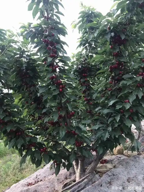 车厘子矮化 - 优质问答专区