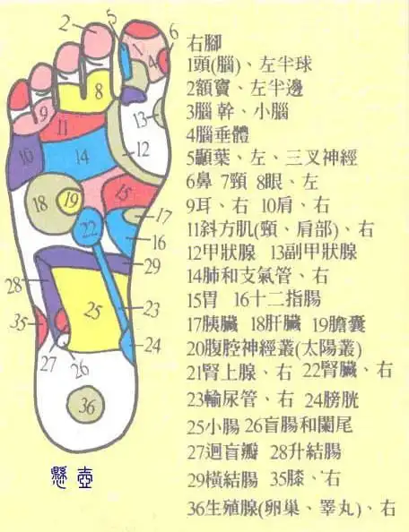 中医全息反射区图
