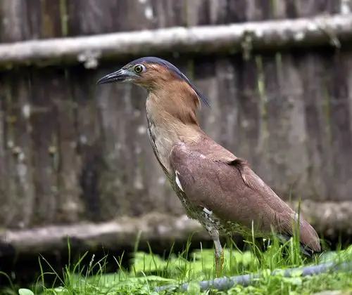 黑冠麻鹭 malaysian night heron