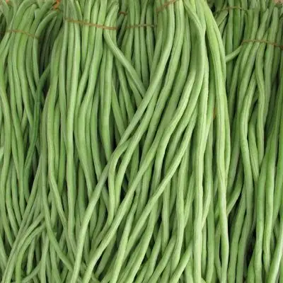 美国无架豆种子高产早熟豆地豆芸豆四季阳台菜园种植蔬菜种子包邮