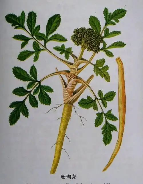 北沙参的功效(滋养生津 祛痰止咳) | 红五百科