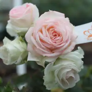 vivian庄园 白桃妖精月季 灌木庭院盆栽 小中苗 二加仑带土