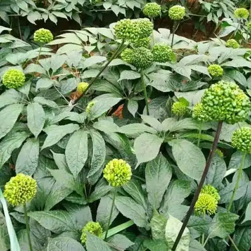 三七苗价格 三七种植时间 栽培技术 云南三七苗 文山三七苗