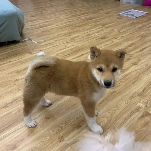 柴犬尴尬期长成啥样子都有可能的