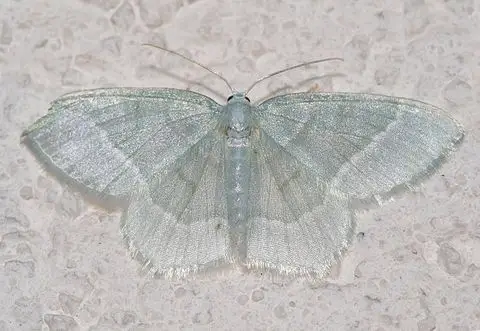 青尺蛾亚科 – geometrinae