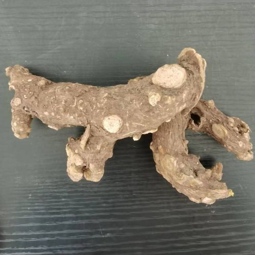 阳鞭参不老草硬的快云南野生泡茶泡酒料起阳草沁溪 5克【图片 价格