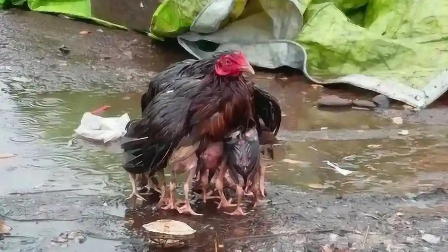 大雨中鸡妈妈张开翅膀,为孩子遮风挡雨,画面看了令人感动