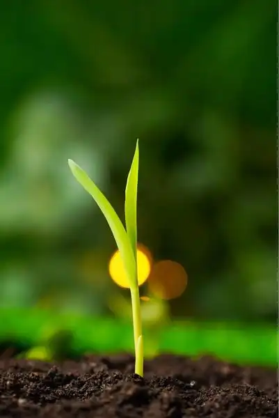 20树枝新发芽嫩芽唯美小清新节气背景海报树枝新发芽嫩芽唯美小清新