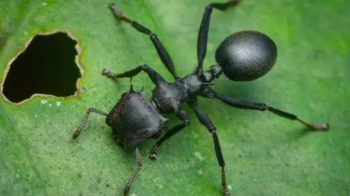 黑蚂蚁微距摄影,绿叶 640x1136 iphone 5/5s/5c/se 壁纸,图片,背景