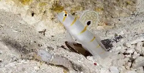 【小科普】虾枪与虾虎鱼:我们是绝佳拍档