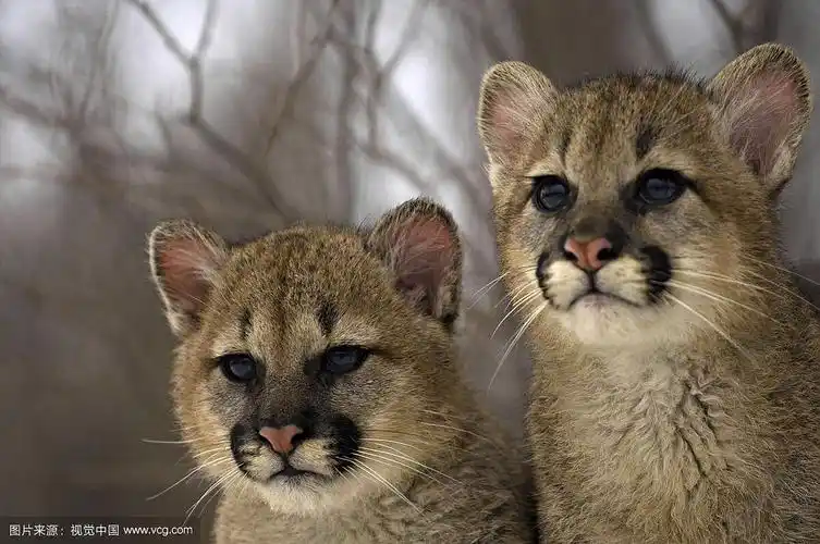 猫科猫亚科美洲金猫属