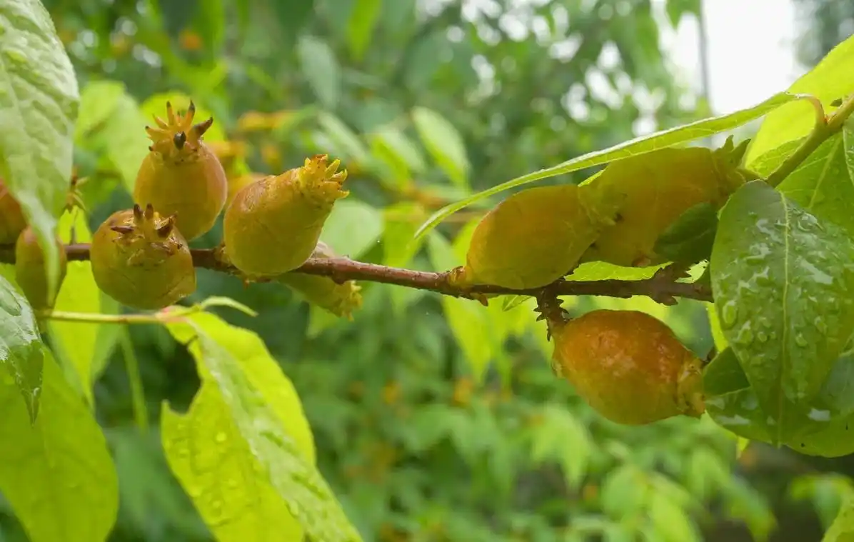 巴豆- 热门商品专区