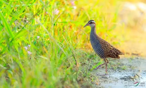 黄领秧鸡贺获鸟类精华