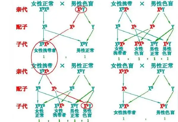 色盲的遗传致病机制