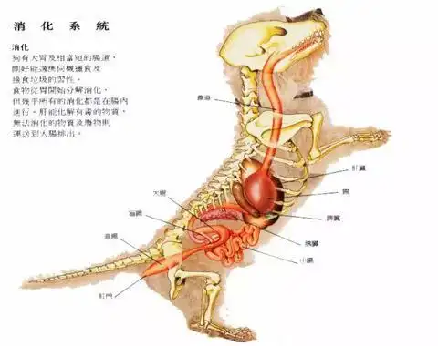 见所未见的狗狗生理解剖图 - 今日头条(toutiao.com)