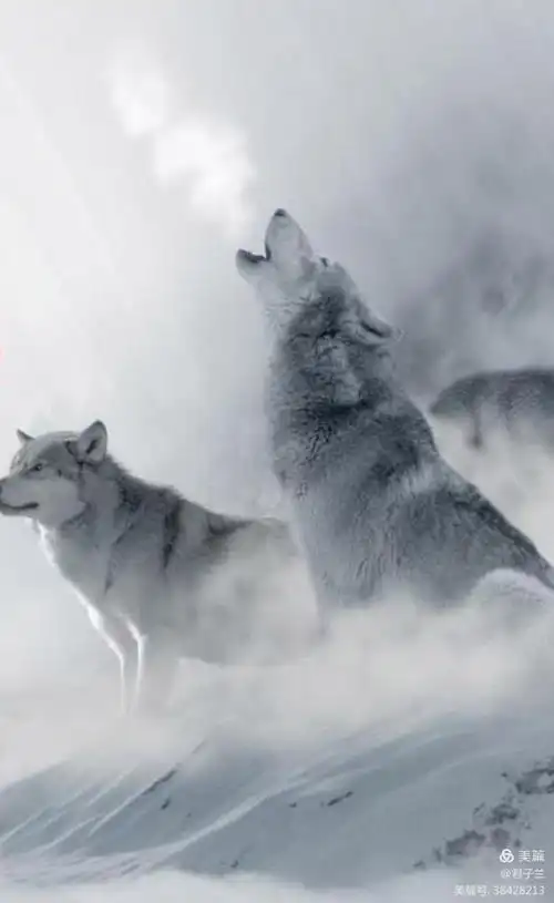 经典朗读《狼图腾》第二章(续)