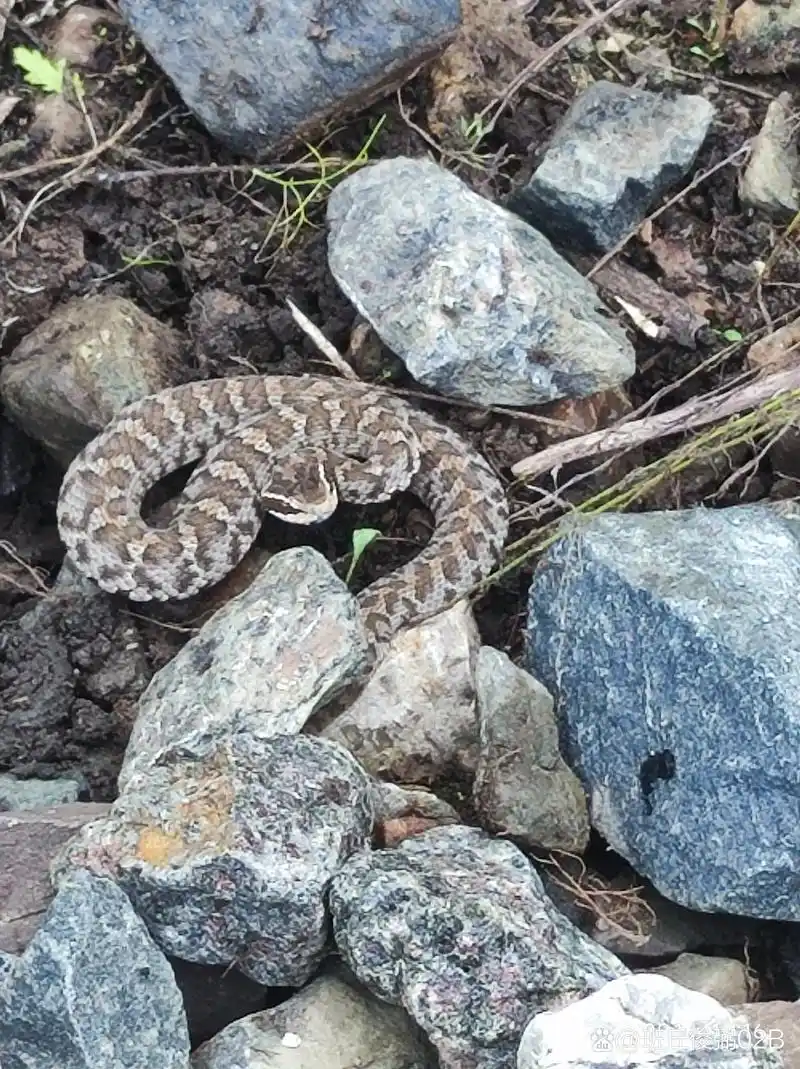 这是什么蛇,北方少见,像是毒蛇.