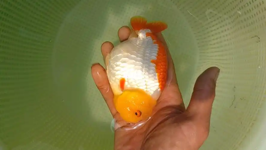 泰狮兰寿金鱼观赏鱼养鱼