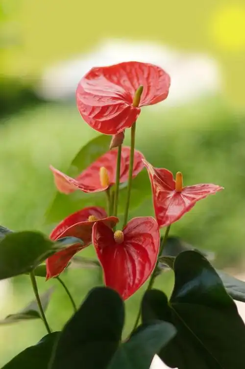 红掌寓意——春意盎然,吉祥如意