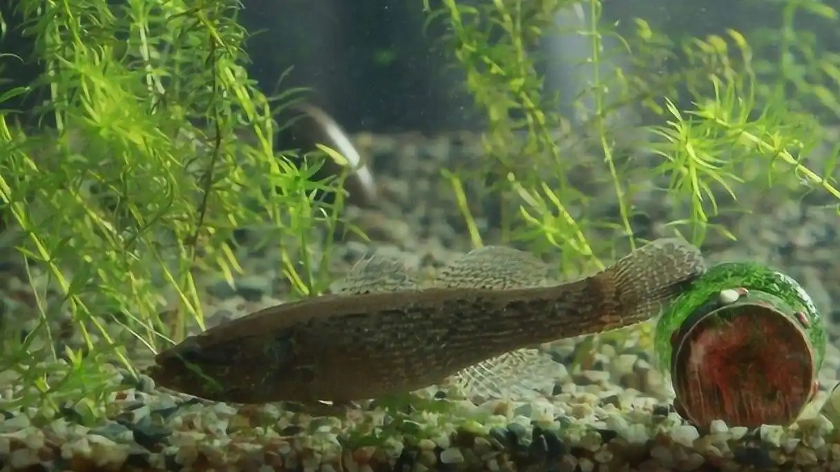 农村水域过去常见的:"趴地虎",现在价格不菲,为啥却很少了?