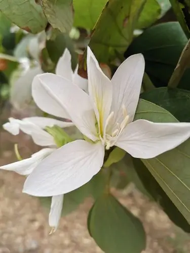 白色紫荆花有着淡淡的清香味