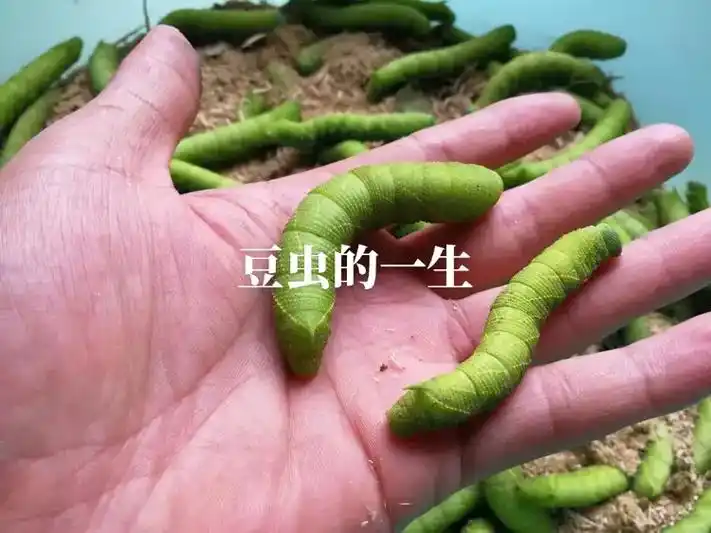 09:26 包活包邮   有时上餐桌 豆虫蛹-百度 活体豆青 - 抖音