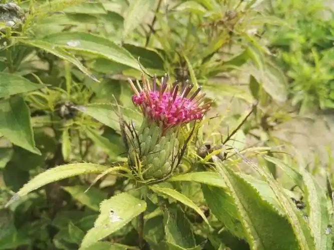 药用植物 五十三