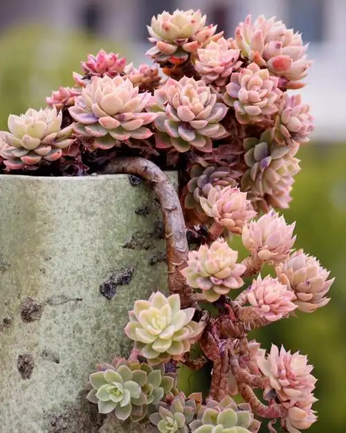 丝绸面纱多肉老桩状态