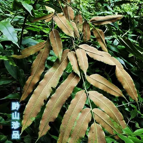 草药贵州凤丫蕨眉尾草中药材大叶凤凰尾巴新鲜其他药食同源食品