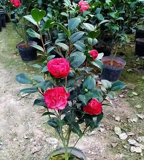 茶花新品种"克瑞墨大牡丹",雍容华贵,又香又美,好养易打理