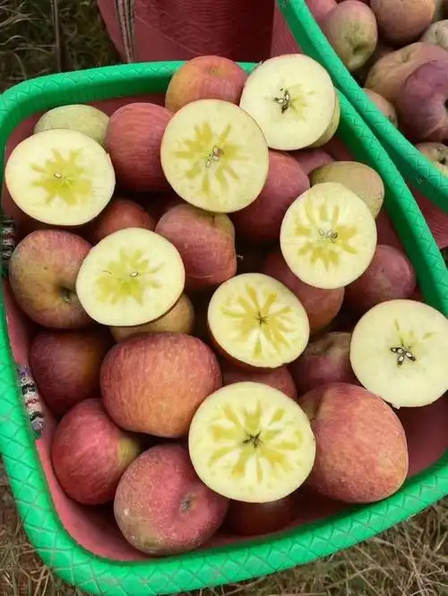 条红苹果真的是绝啊