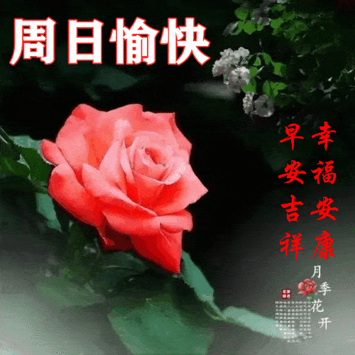 周末问候朋友早安快乐表情包大全朋友圈星期天早上好祝福美图