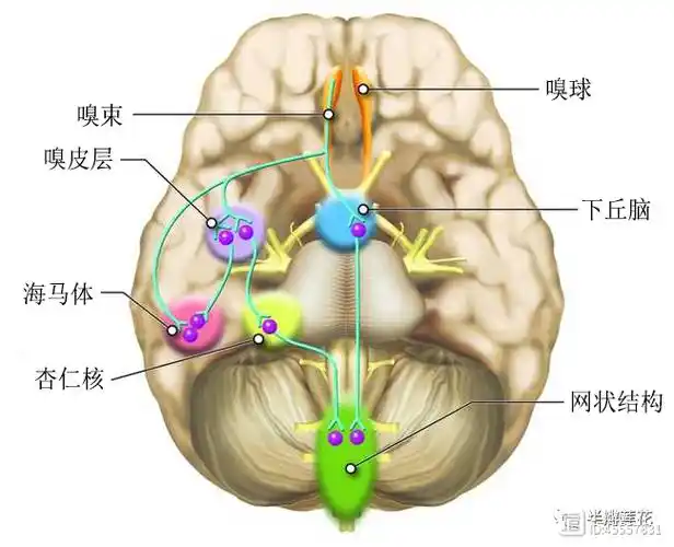 外界信号传入大脑皮层感觉中枢,不仅会触发人体的感受,同时还会引起