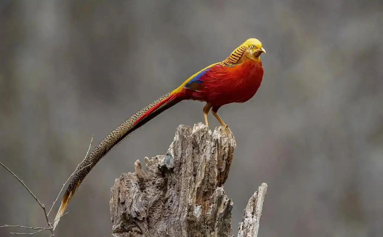 【红腹锦鸡】山中凤凰,祝大家端午节快乐! - 抖音
