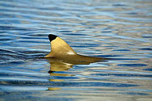 鲨鱼,鳍,室外,水