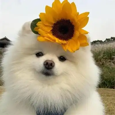 萌宠可爱的猫咪狗狗图片大全 很萌很治愈的猫咪小狗微信头像_动物头像