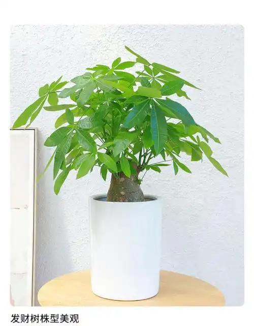 植间道桌面发财树盆栽植物室内客厅大小发财树盆栽小盆景桌面 桌面