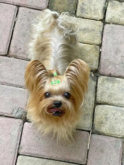 约克夏的老年生活