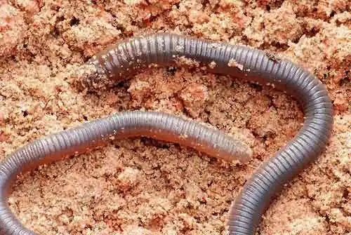 吉普斯兰大蚯蚓分布在澳大利亚维多利亚州的吉普斯兰,生活在地下约1
