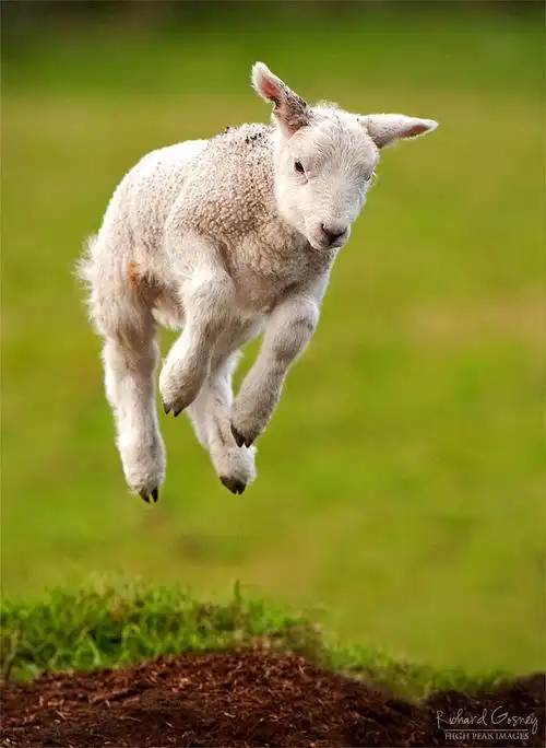 poco摄影,图集,动物,生态