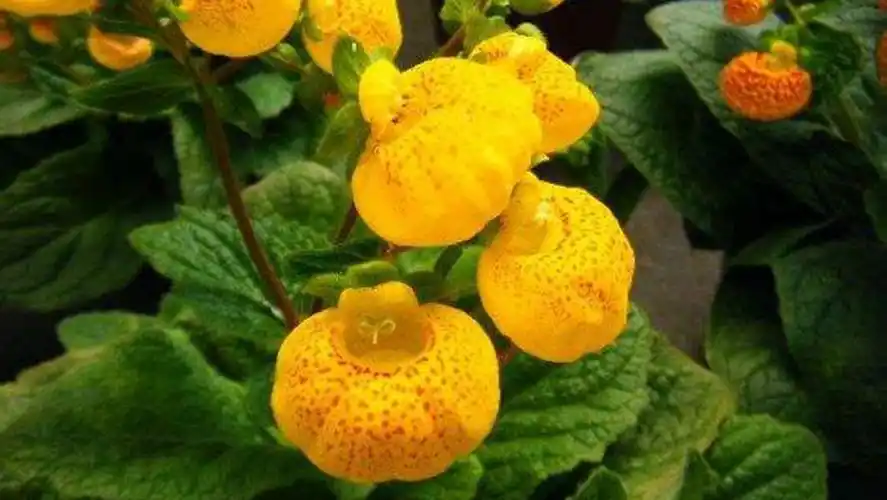 百花诗集之二七四《玄参》