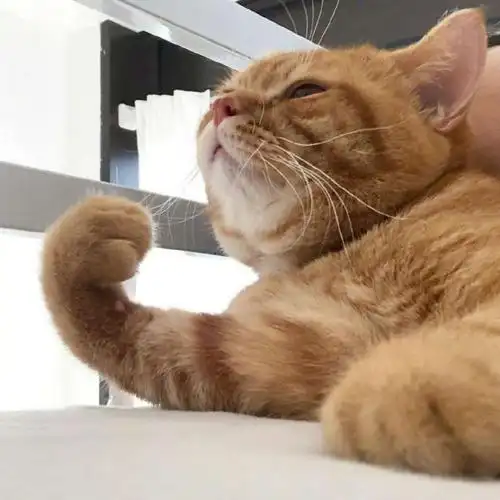 猫咪头像,最新猫咪头像图片微信头像图片