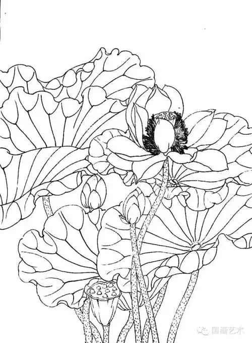 美术教学示范作品荷花白描画稿