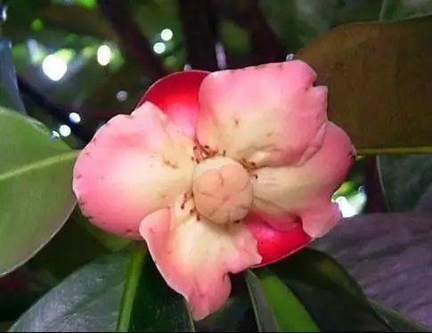 山竹果 开花什么样