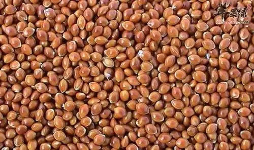 稷米的功效与作用及食用方法