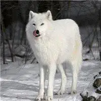高清纯白雪狼图片头像_微信头像图片大全