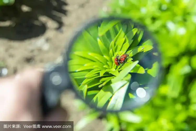 用放大镜观察花园里植物上的两只正在交配的虫子
