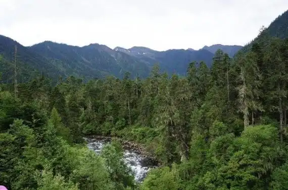 中国最大的原始森林西藏原始森林达717万公顷