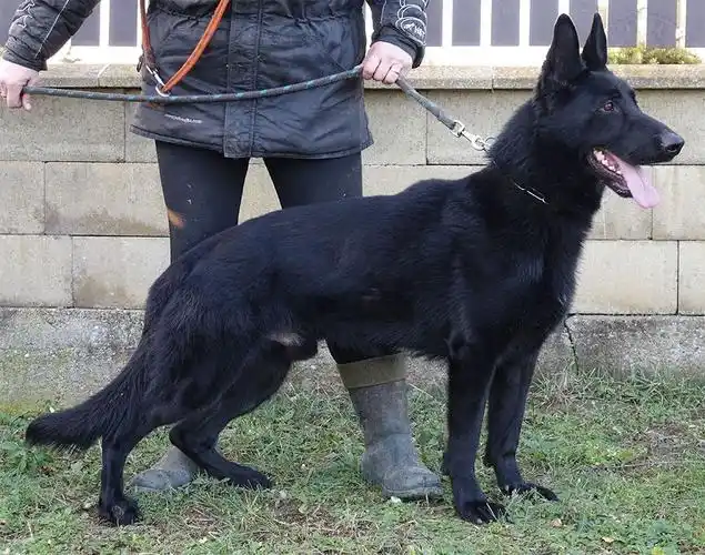 asgart poldarom-种犬信息-东德牧羊犬,东德牧羊犬种公,东德牧羊犬种