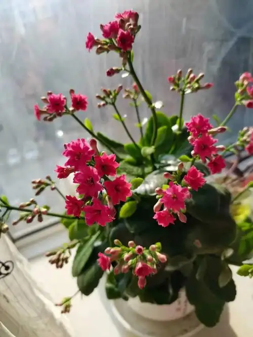 娘家搬来的长寿花开花了